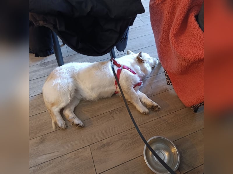 Abella eine verspielte Hündin