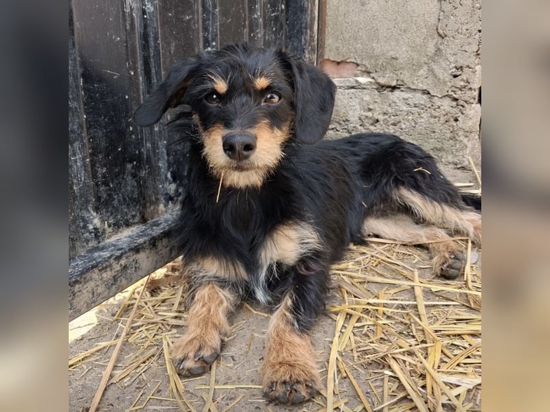 Dolly ein kleines Welpenmädchen