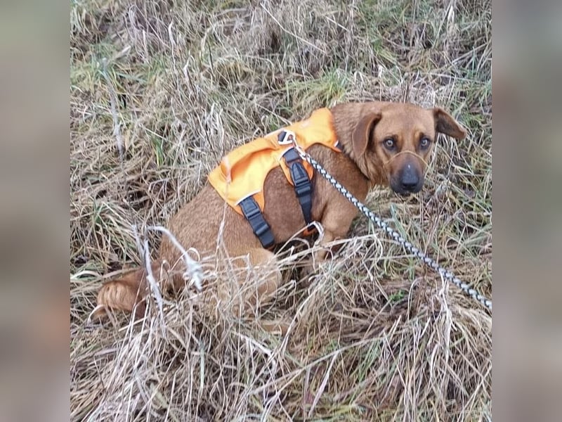 Dunna ein Engel auf vier Pfoten