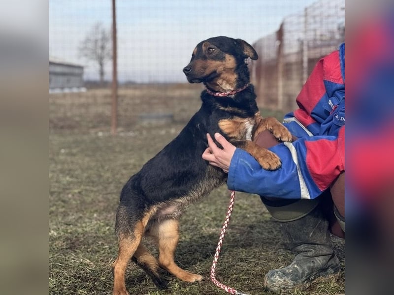 Ivo ein tapferer kleiner Kerl