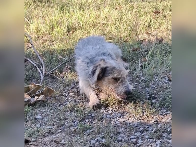 Chilly ein winziger Schatz