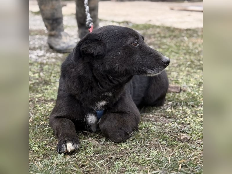 Pelle ein super lieber Hundebub