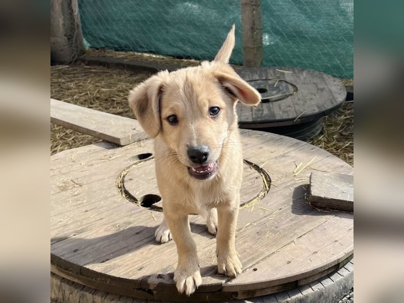 Lin ein verspielter freundlicher