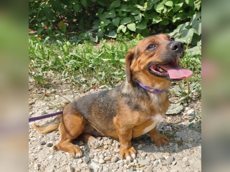 Doty eine winzige Prinzessin