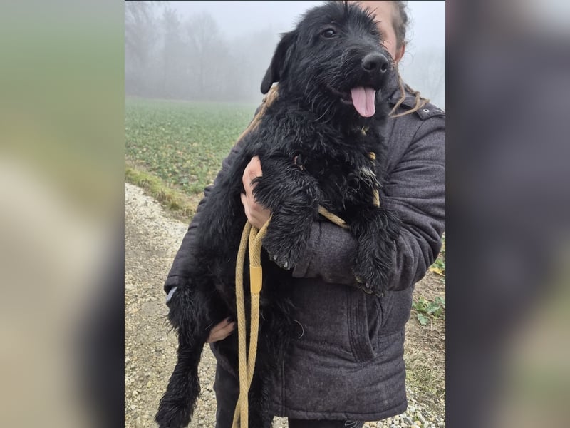 Pajdo ein fröhlicher Hundebub