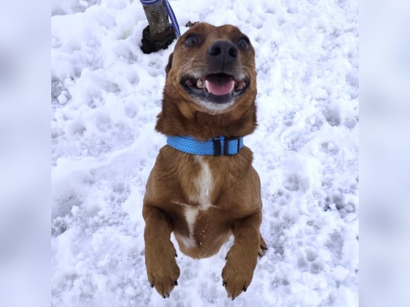 Moon ein super freundlicher Hundebub