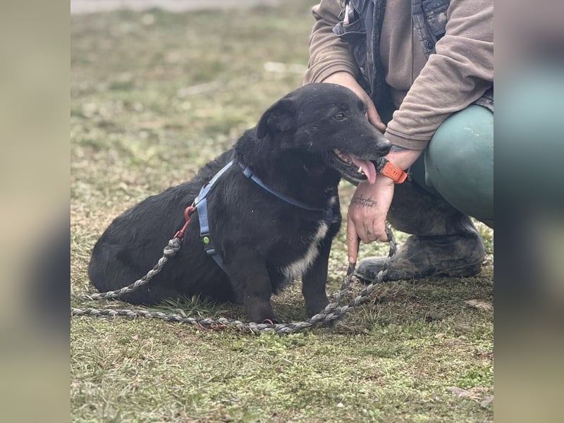 Pelle ein super lieber Hundebub