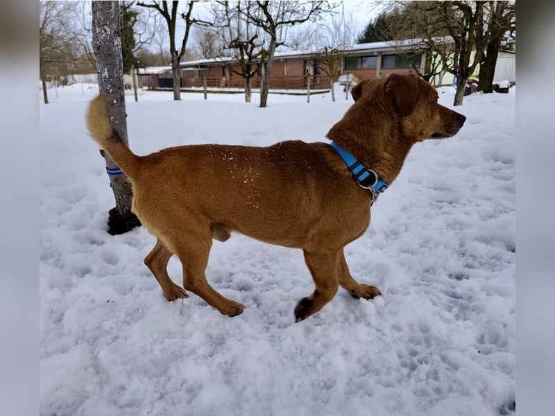 Moon ein super freundlicher Hundebub