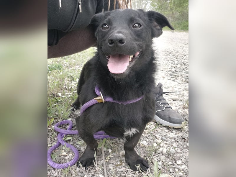 Elowen ein schwarzer Sonnenschein