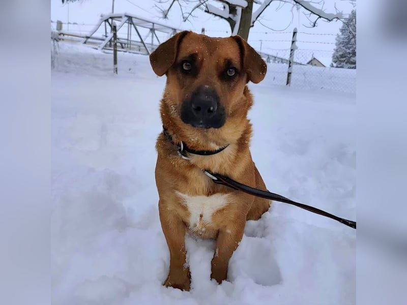 Dunna ein Engel auf vier Pfoten