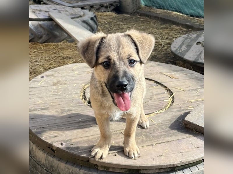 Tin run kleiner freundlicher Zwerg