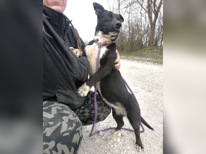 Amelie eine kleine freundliche Hündin