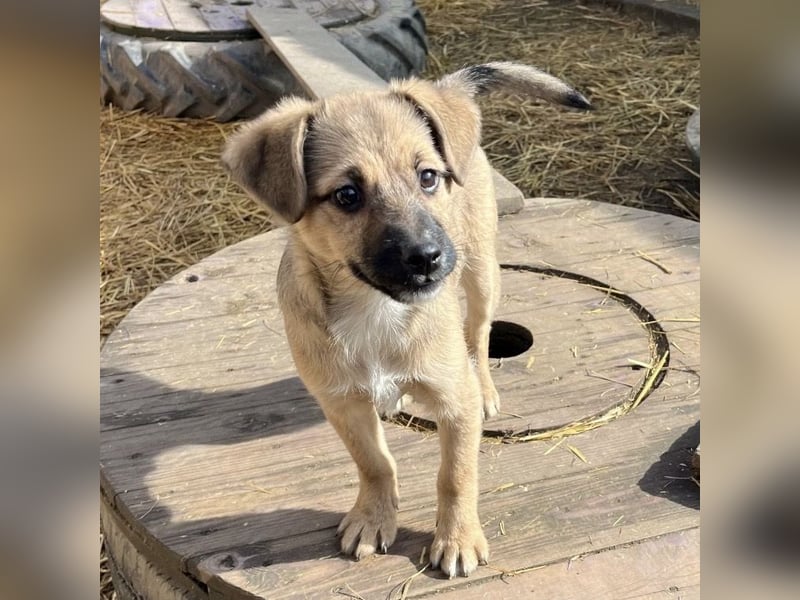 Tin run kleiner freundlicher Zwerg