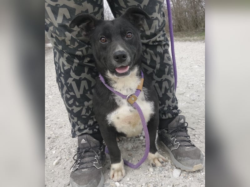 Amelie eine kleine freundliche Hündin