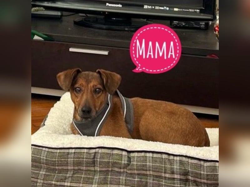 Bina ein freundliches Hundemädchen