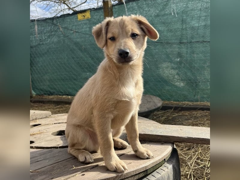 Lin ein verspielter freundlicher