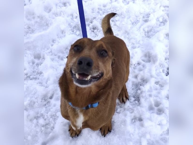 Moon ein super freundlicher Hundebub