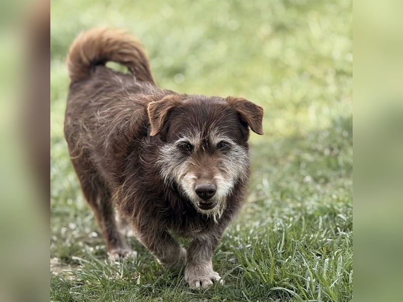 Labubu - sucht seinen Seelen-Mensch