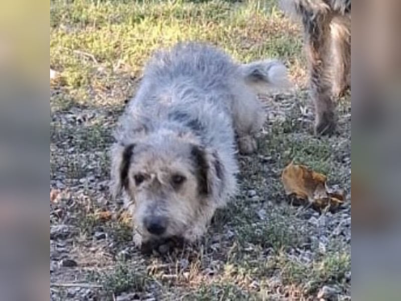 Chilly ein winziger Schatz