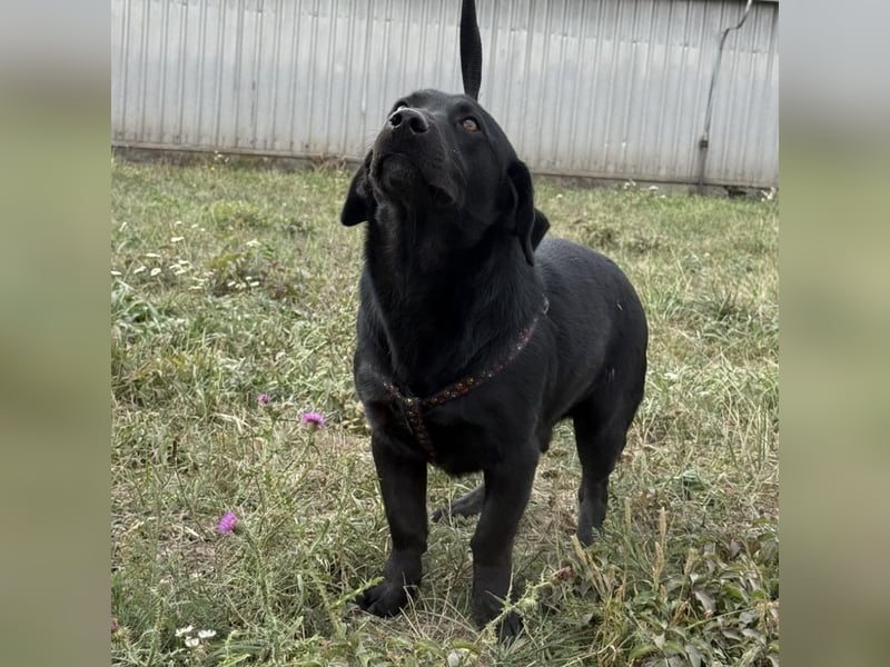 Brut ein kleiner Traumhund Brut ein kleiner Traumhund