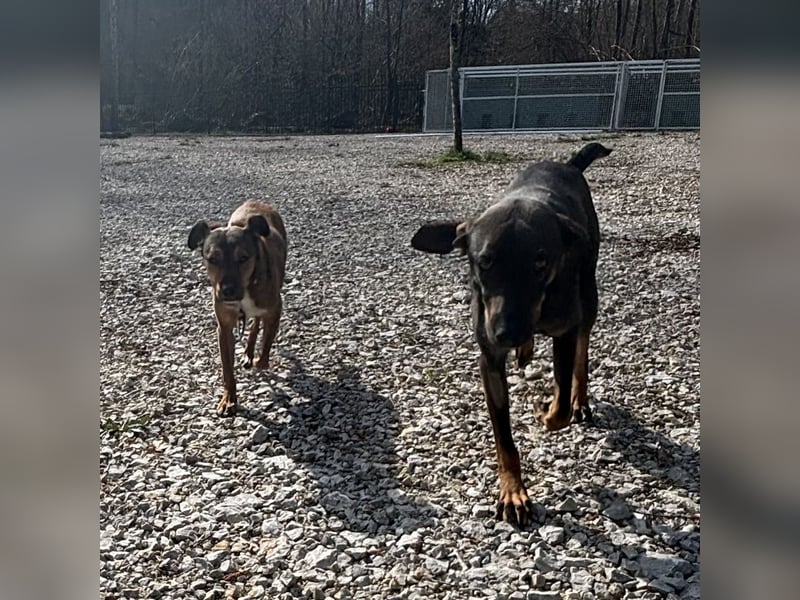 Suncica - Rizza eine sehr liebe Hündin