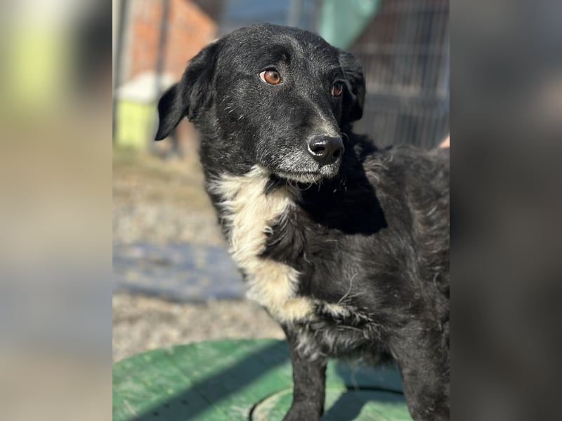 Bobi ein sanfter ruhiger Hundebub