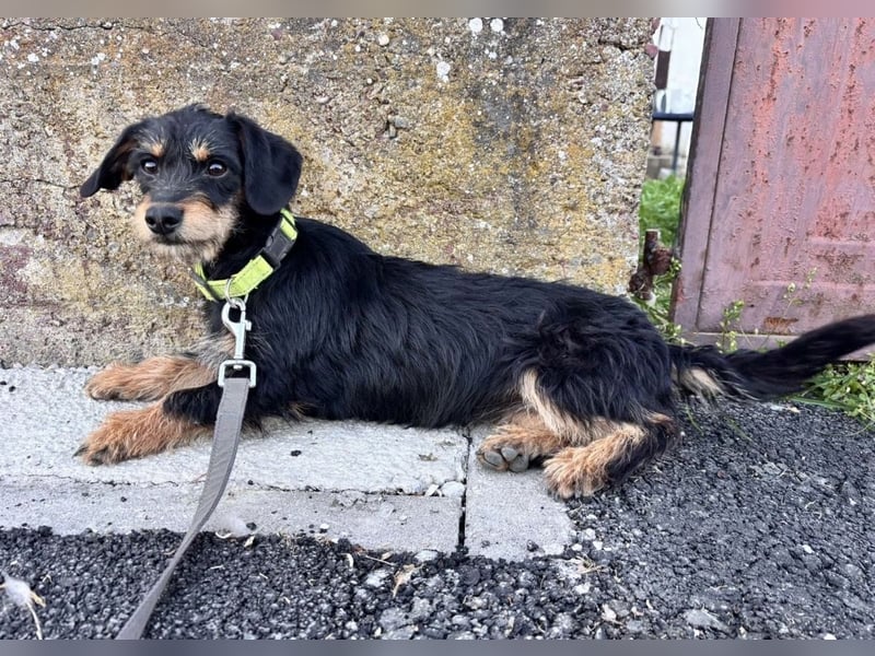 Dolly ein kleines Welpenmädchen
