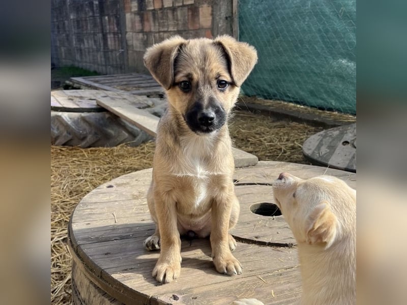 Tin run kleiner freundlicher Zwerg