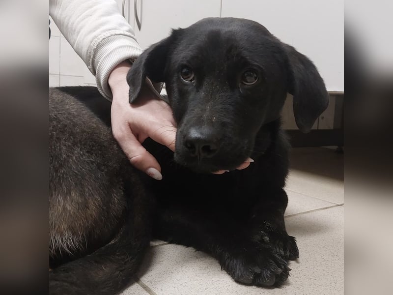 Niko ein schüchterner Schatz