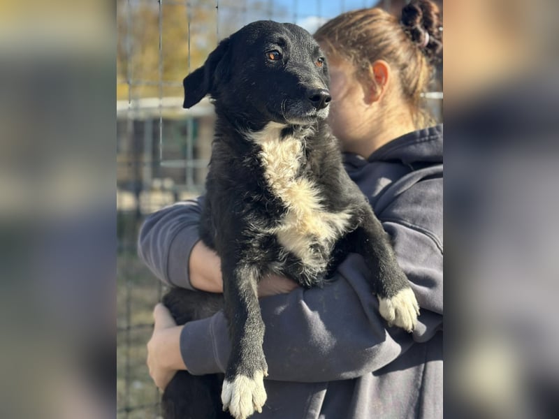 Bobi ein sanfter ruhiger Hundebub