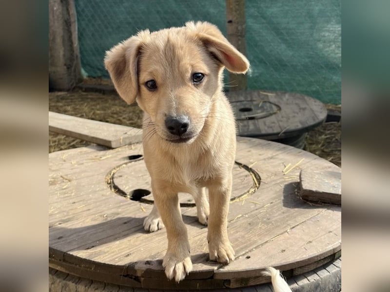 Lin ein verspielter freundlicher