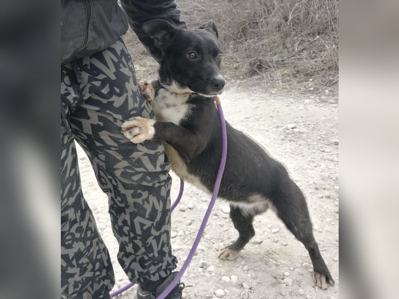 Amelie eine kleine freundliche Hündin