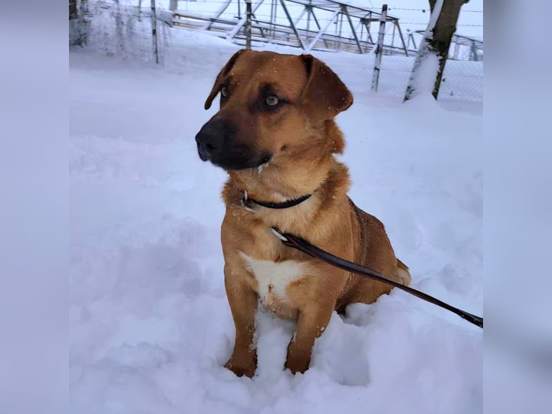 Dunna eine freundliche kleine Hündin