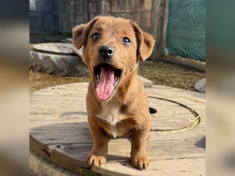 Bina ein freundliches Hundemädchen