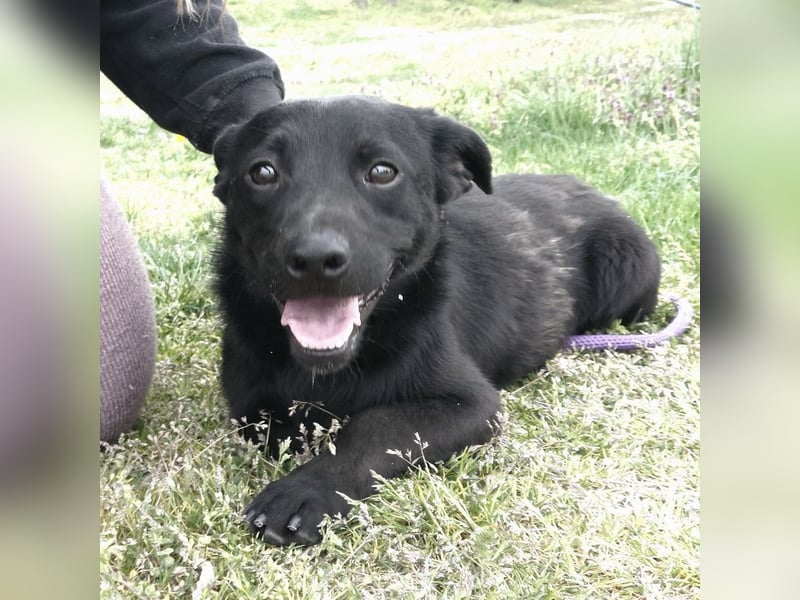 Elowen ein schwarzer Sonnenschein