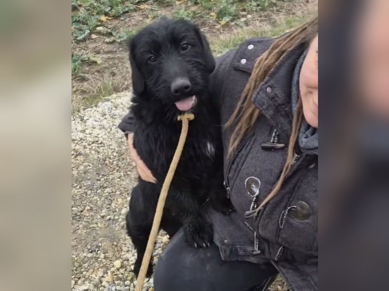 Pajdo ein fröhlicher Hundebub