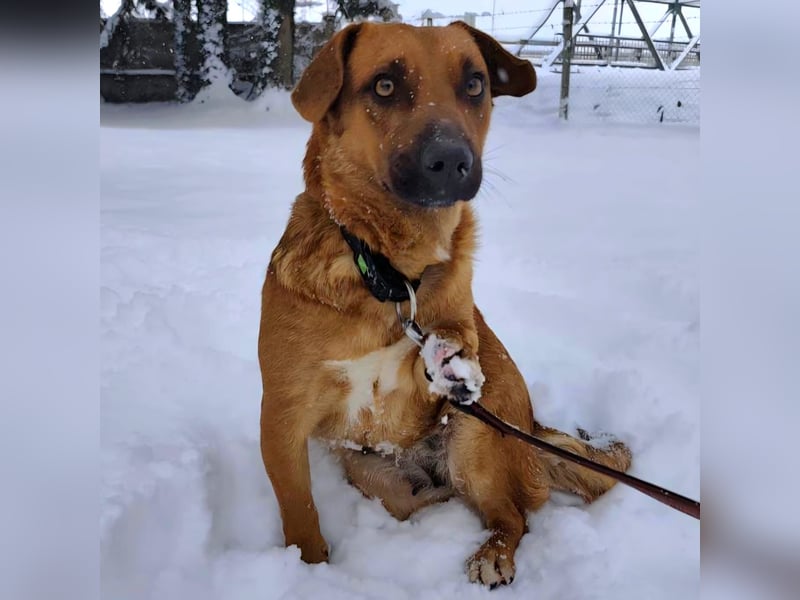 Dunna eine freundliche kleine Hündin