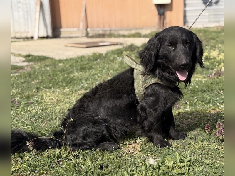 Mile ein besonderer Schatz