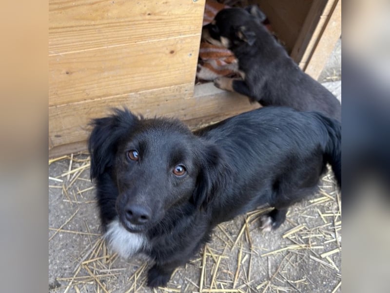 Kiera eine liebevolle winzige Hündin