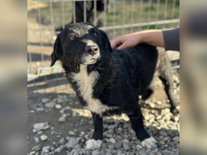 Bobi ein sanfter ruhiger Hundebub