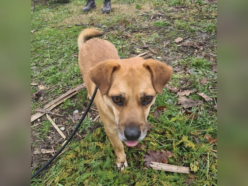Gilbert ein kleiner freundlicher