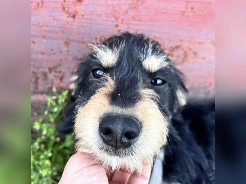 Pepy ein kleiner Schatz