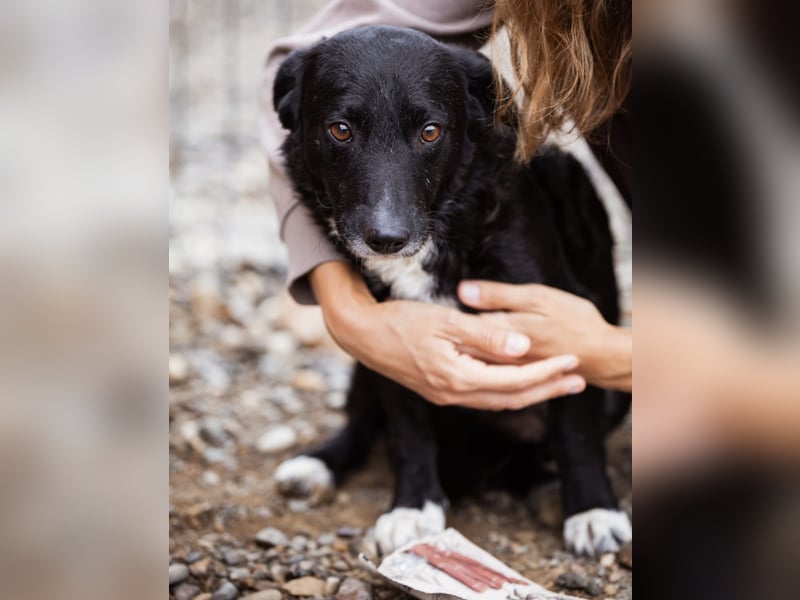 Bobi ein sanfter ruhiger Hundebub