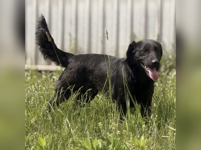 Sony ein absoluter Familienhund