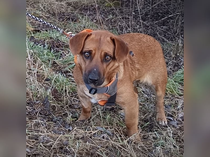 Dunna ein Engel auf vier Pfoten