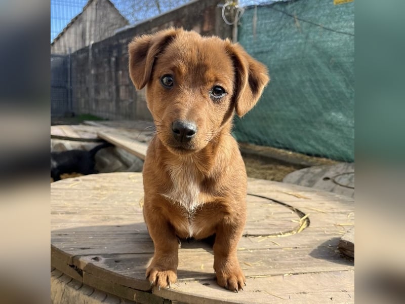 Bina ein freundliches Hundemädchen