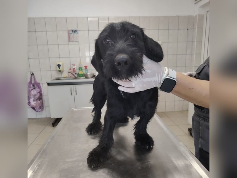 Pajdo ein fröhlicher Hundebub