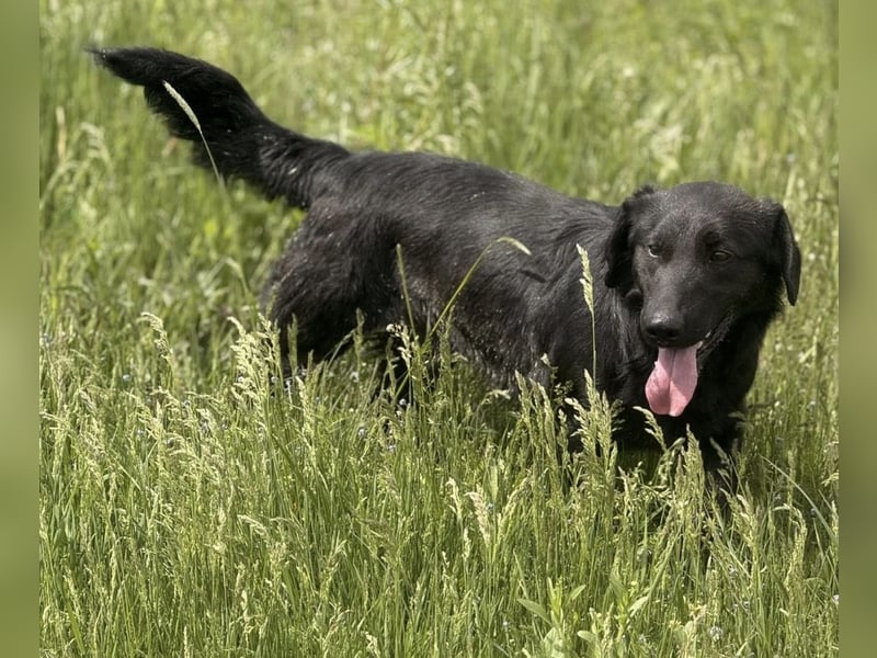 Sony ein absoluter Familienhund