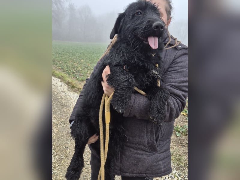 Pajdo ein fröhlicher Hundebub