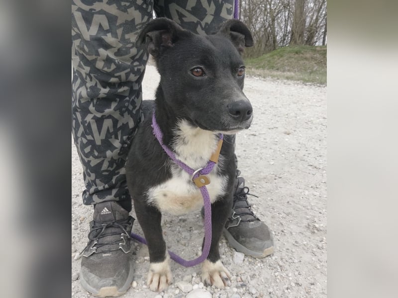 Amelie eine kleine freundliche Hündin